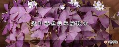 紫叶草盆栽养殖技术