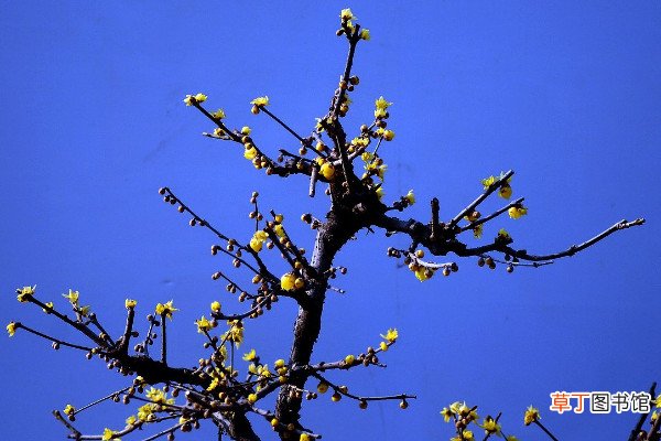 腊梅树什么时候移植，冬季或者春季移栽