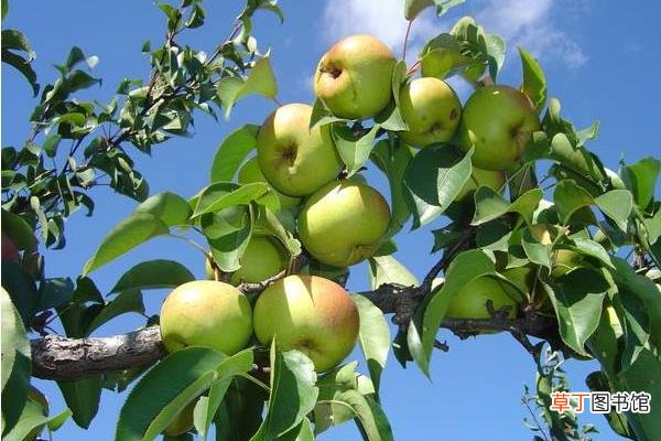 苹果梨和梨苹果的区别是什么苹果梨的营养价值
