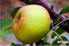 苹果梨和梨苹果的区别是什么苹果梨的营养价值