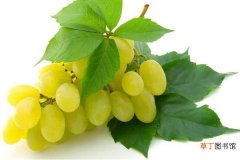 新疆马奶葡萄有籽吗 马奶葡萄几月份成熟上市
