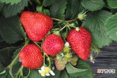 四季草莓一年结几次果，精心养护可全年结果