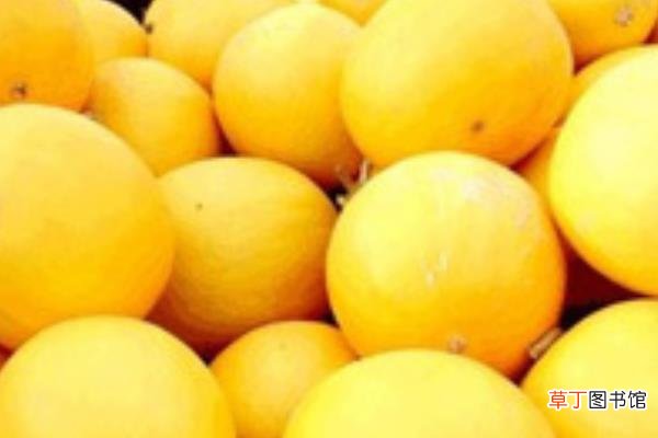 黄河蜜和哈密瓜的区别是什么 黄河蜜和哈密瓜那个好吃