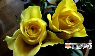 鲜黄玫瑰花可以放在卧室吗，家里放黄玫瑰花好吗