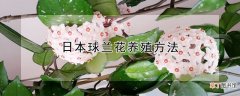 日本球兰花养殖方法