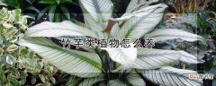 竹芋类植物怎么养