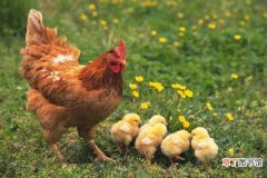 十大名鸡 鸡的常见品种有哪些 最好的土鸡品种是什么