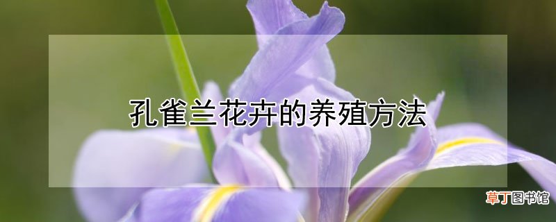 孔雀兰花卉的养殖方法