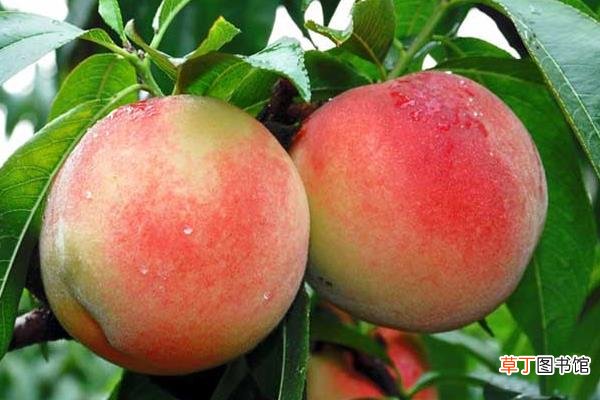 几月 南汇水蜜桃上市时间 水蜜桃哪里的最好吃