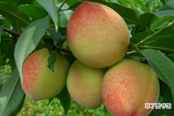 蟠桃和水蜜桃的区别是什么 蟠桃和水蜜桃哪个好吃