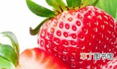 草莓的形状和特征怎么描述 怎么描述草莓的味道