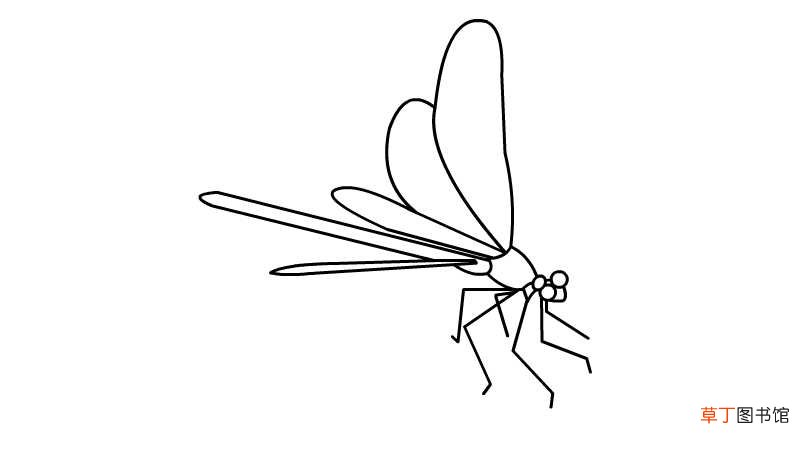 蜻蜓简笔画 蜻蜓的画法