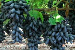 蓝宝石葡萄如何种植，栽培到有机质营养丰富的土壤内