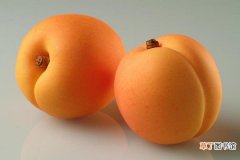 杏子吃多了会怎么样 杏子副作用