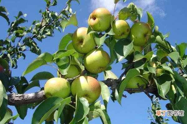 苹果梨是转基因水果吗 苹果梨是怎么来的