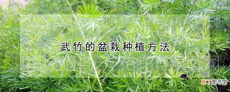 武竹的盆栽种植方法