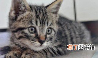 中国狸花猫的品种介绍 中国狸花猫分几种