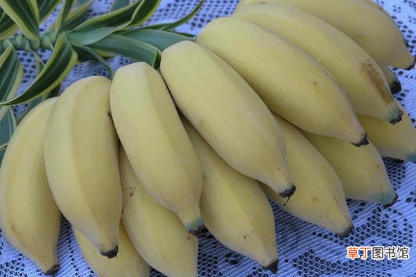 小香蕉叫什么 小香蕉属于什么品种