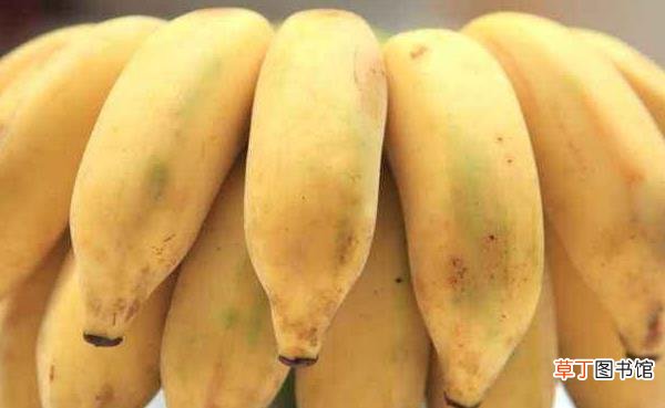 小香蕉叫什么 小香蕉属于什么品种