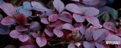 红花檵木的生长特点