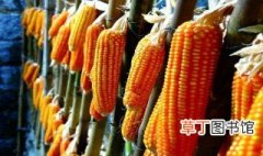 中农赛博的玉米品种 159玉米品种的介绍