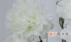 白色康乃馨的花语代表意义什么