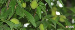 桃树蚧壳虫特效药