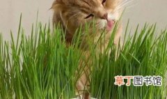 如何自己种猫草 自己种猫草怎么样才不生虫