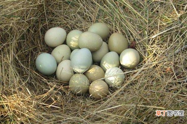 乌骨鸡蛋和普通鸡蛋有什么差别 乌骨鸡蛋有哪些好处