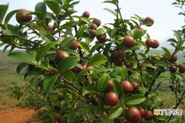 油茶树的种植方法，可以通过以下5步进行