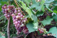 葡萄的种植方法，栽培土质营养肥沃是关键