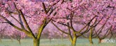 夏季桃树嫁接时间和方法