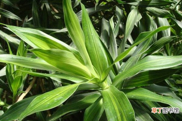 百合竹的养殖方法和注意事项，不可缺少光线照射