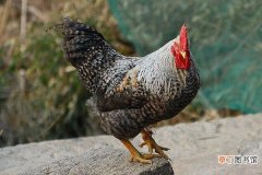 芦花鸡和普通鸡的区别是什么 芦花鸡的食用价值