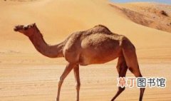 骆驼肉能放冰箱保鲜吗 骆驼肉怎么保存