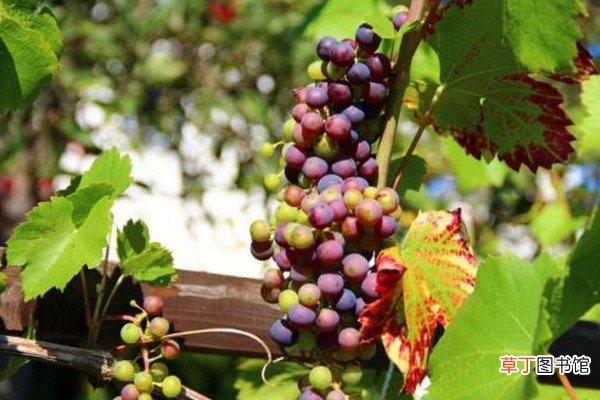 葡萄几月种植