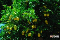 柠檬树叶子发黄怎么办，及时追肥/杀菌除虫等
