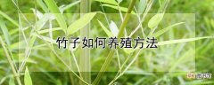 竹子如何养殖方法