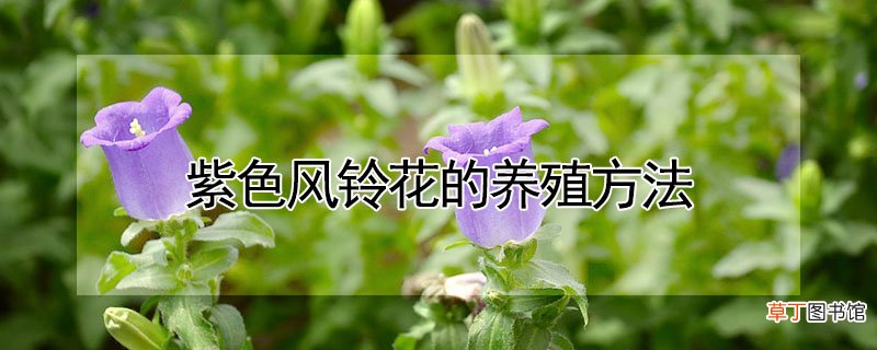 紫色风铃花的养殖方法