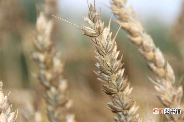 冬小麦和春小麦的区别，种植时间/区域/口感等不同