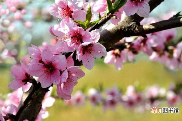 桃树开花能浇水吗