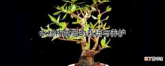 水杨梅盆景的栽培与养护