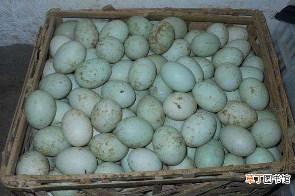鸭蛋和鸡蛋的区别是什么 鸡蛋和鸭蛋那个营养好