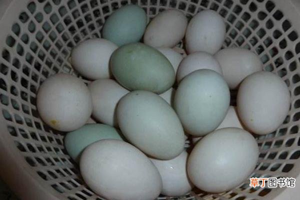 鸭蛋和鸡蛋的区别是什么 鸡蛋和鸭蛋那个营养好