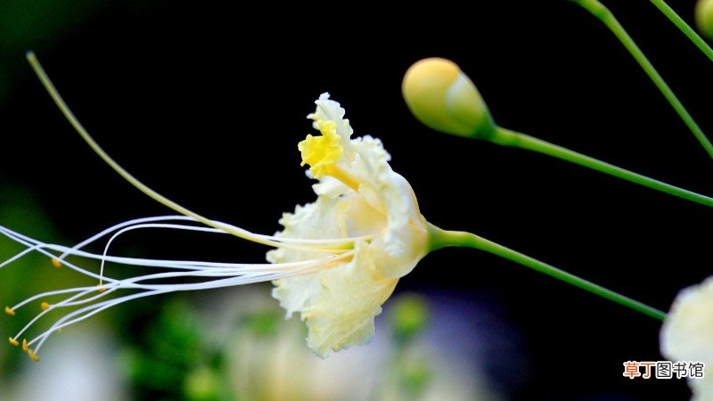 金凤花种子的种植方法