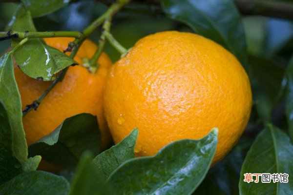 橙子的种子怎么种植