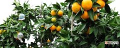 橙子的种子怎么种植