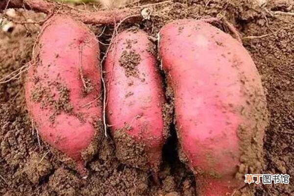 红薯种子长什么样子