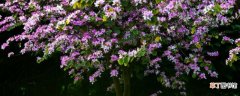 紫荆花是完全花吗