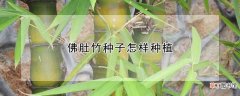 佛肚竹种子怎样种植